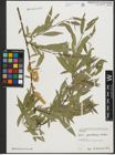 Foto von Salix pycnostachya Andersson